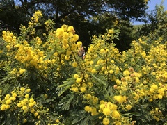 Senegalia brevispica