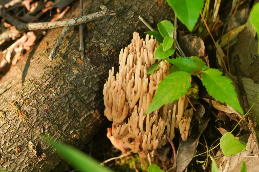Ramaria