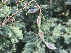 Senegalia brevispica