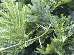 Senegalia brevispica