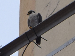 Falco peregrinus