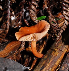 Lactarius eucalypti