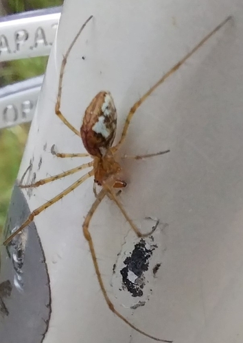 Blunt Stretch Spider