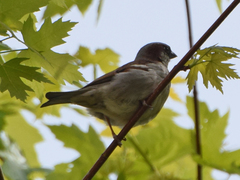 Passer domesticus