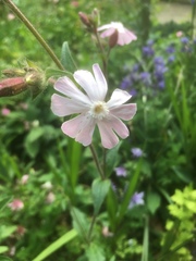 Silene × hampeana