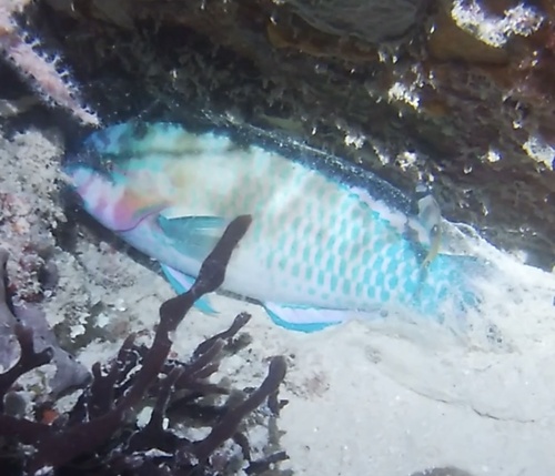 Palenose Parrotfish (Scarus psittacus)