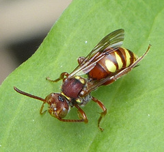 Nomada obliterata
