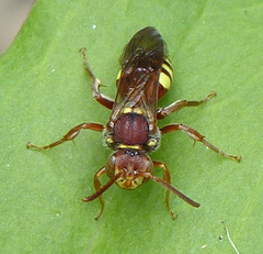 Nomada obliterata