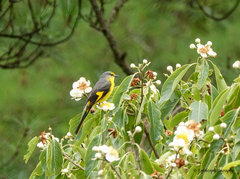 Pericrocotus ethologus