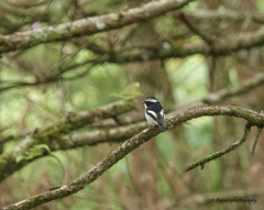Ficedula westermanni
