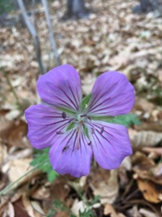 Geranium himalayense