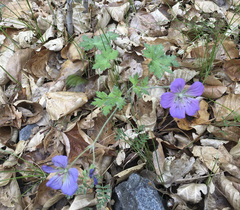 Geranium himalayense