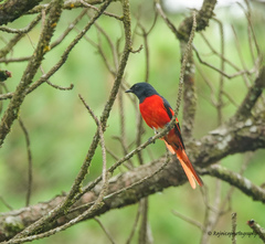 Pericrocotus ethologus