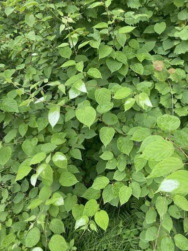 Foto de Kiwi-prateado
