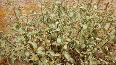 Ambrosia chenopodiifolia