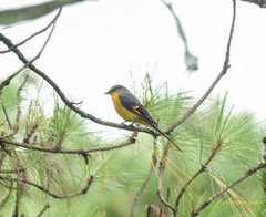 Pericrocotus ethologus