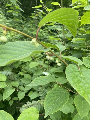 Foto de Kiwi-prateado