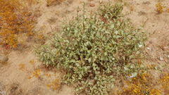 Ambrosia chenopodiifolia