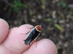 Pseudomops septentrionalis