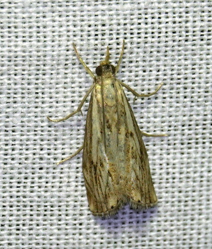 Chequered Grass-veneer, 5694 Breugel, Nederland, photo 7 of 10