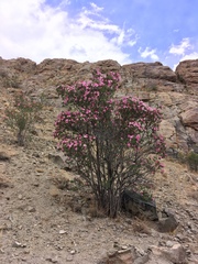 Rosa webbiana