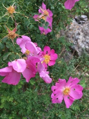 Rosa webbiana