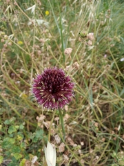 Allium amethystinum