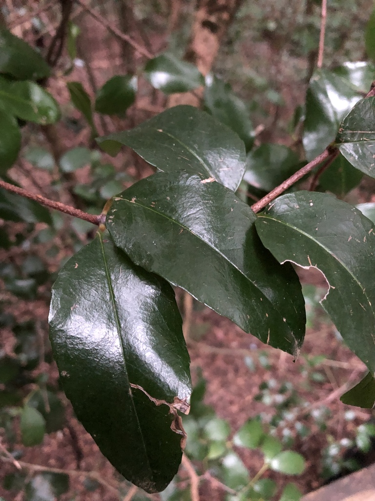 Lilly Pilly from 7 Violet Street, Katoomba, NSW, AU on May 27, 2019 at