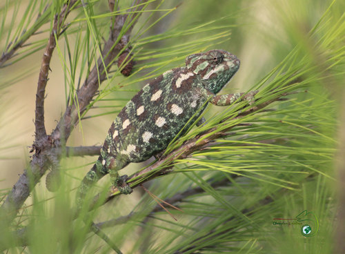 Common Chameleon