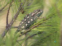 Common Chameleon photo 2