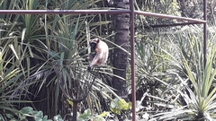 Hylobates albibarbis