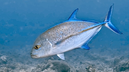 Bluefin Trevally