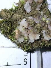 Pachyphlodes