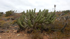 Myrtillocactus cochal