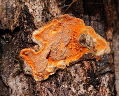 Gloeoporellus merulinus