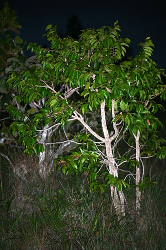 Ouratea hexasperma