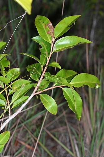 Ouratea hexasperma