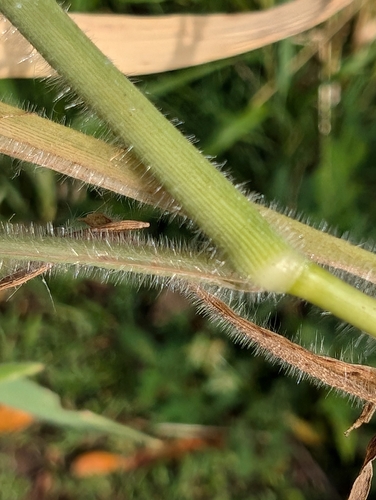 Image of Anthephora hermaphrodita by no rights reserved