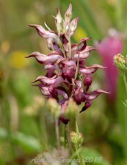 Anacamptis coriophora fragrans