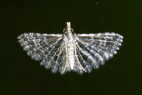 Montana Six-plume Moth photo 2