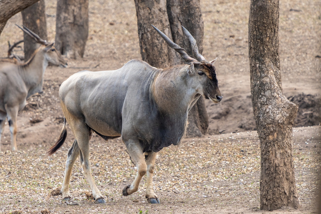 Common Eland