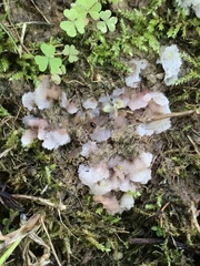 Pachyphlodes
