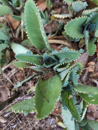 Kalanchoe laetivirens