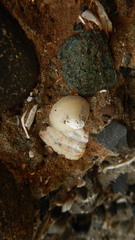 Acmaea