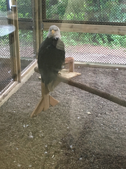 Haliaeetus leucocephalus leucocephalus