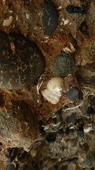 Acmaea