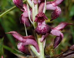 Anacamptis coriophora fragrans