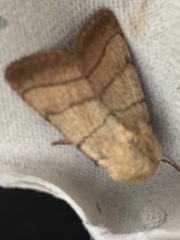 Charanyca trigrammica