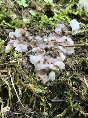 Pachyphlodes