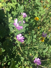 Malva